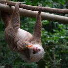 Faultier in einem Sanctuary - Monteverde - Costa Rica