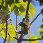 Faultier mit Jungem / Sloth with Cup