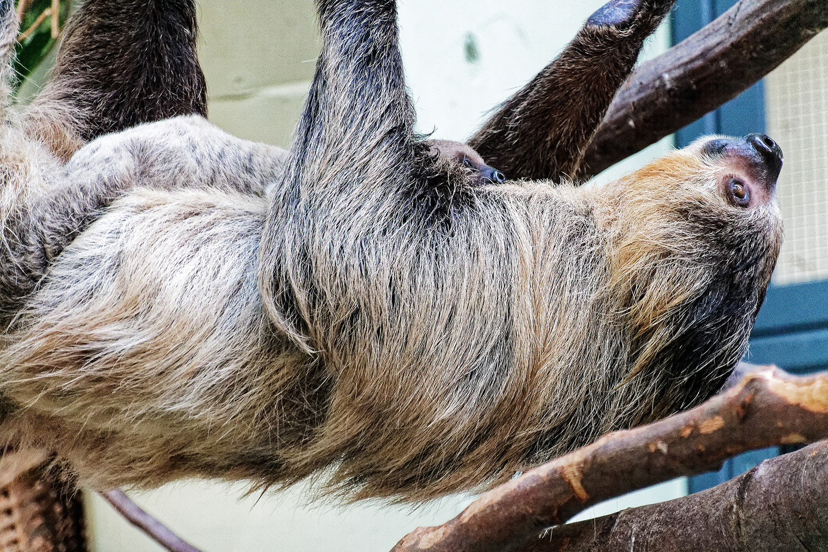 Faultier mit Nachwuchs im Kölner Zoo