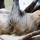 Faultier mit Nachwuchs im Kölner Zoo