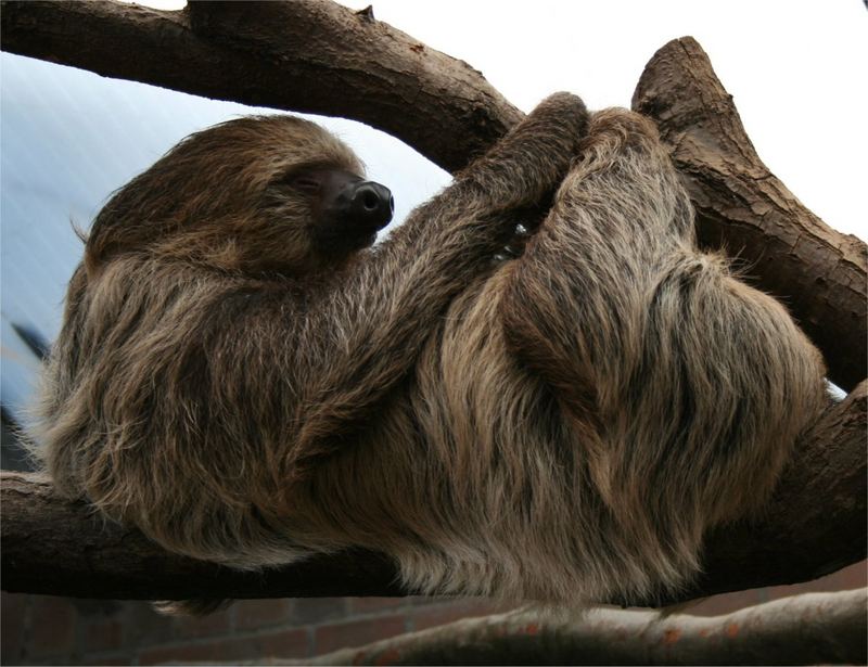 Faultier (sloth)