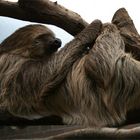 Faultier (sloth)