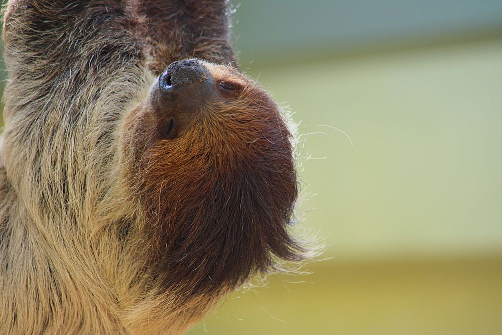 Faultier Zoo Dresden