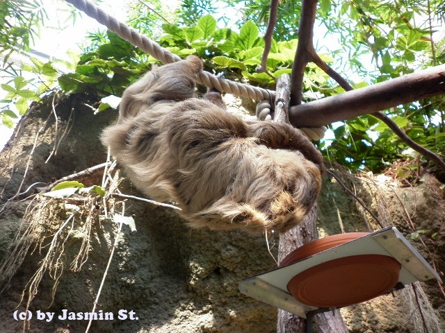 Faultier (Zoo Rostock)