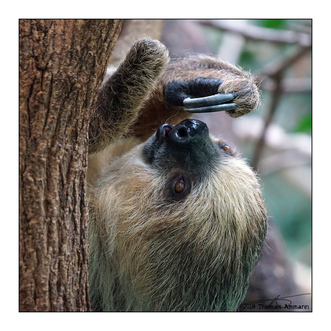 Faultier#1_180329 Foto & Bild | natur, tiere, zoo, wildpark & falknerei