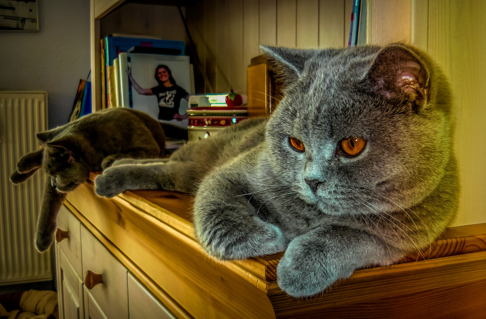 Faultiere Foto Bild Tiere Haustiere Katzen Bilder Auf Fotocommunity