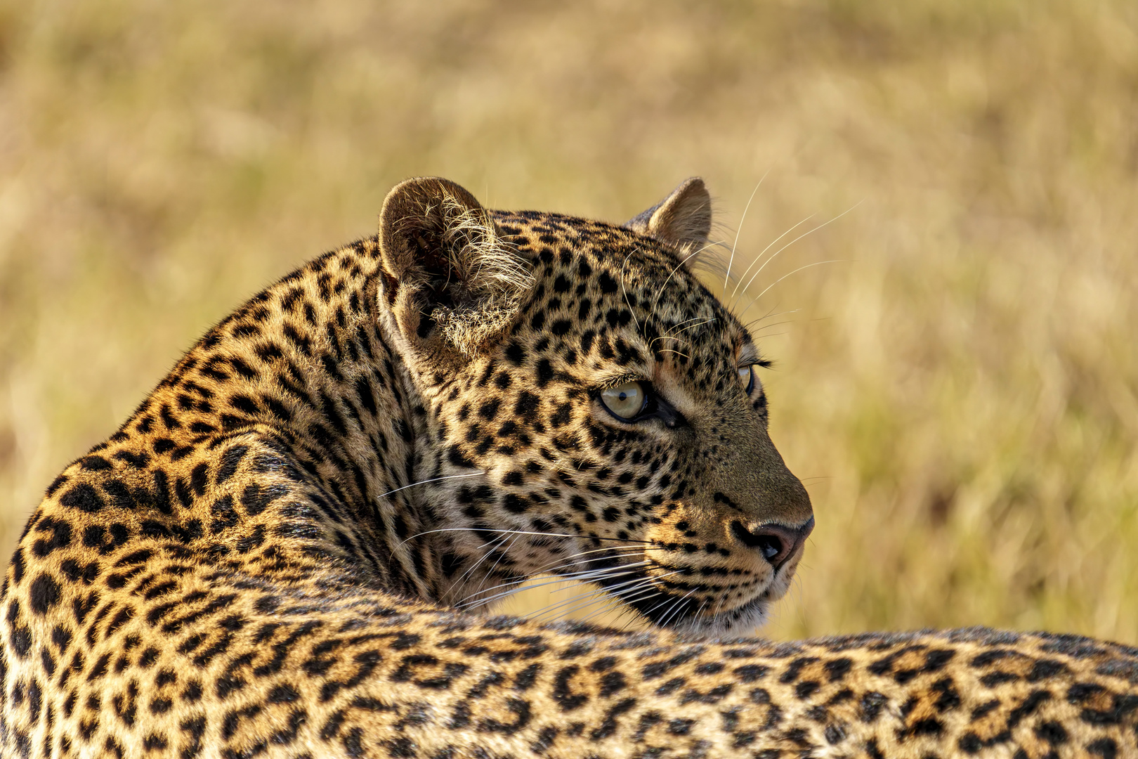 Faulu, die junge Leopardin aus der Massai Mara - 02