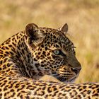 Faulu, die junge Leopardin aus der Massai Mara - 02
