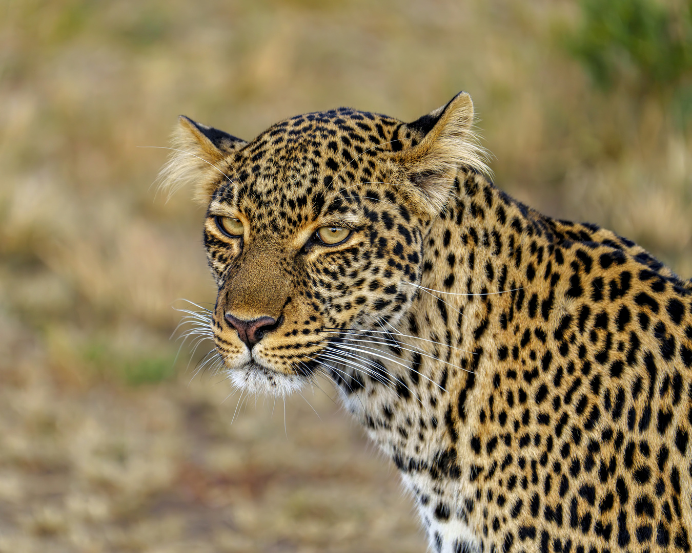 Faulu, die junge Leopardin aus der Massai Mara - 03