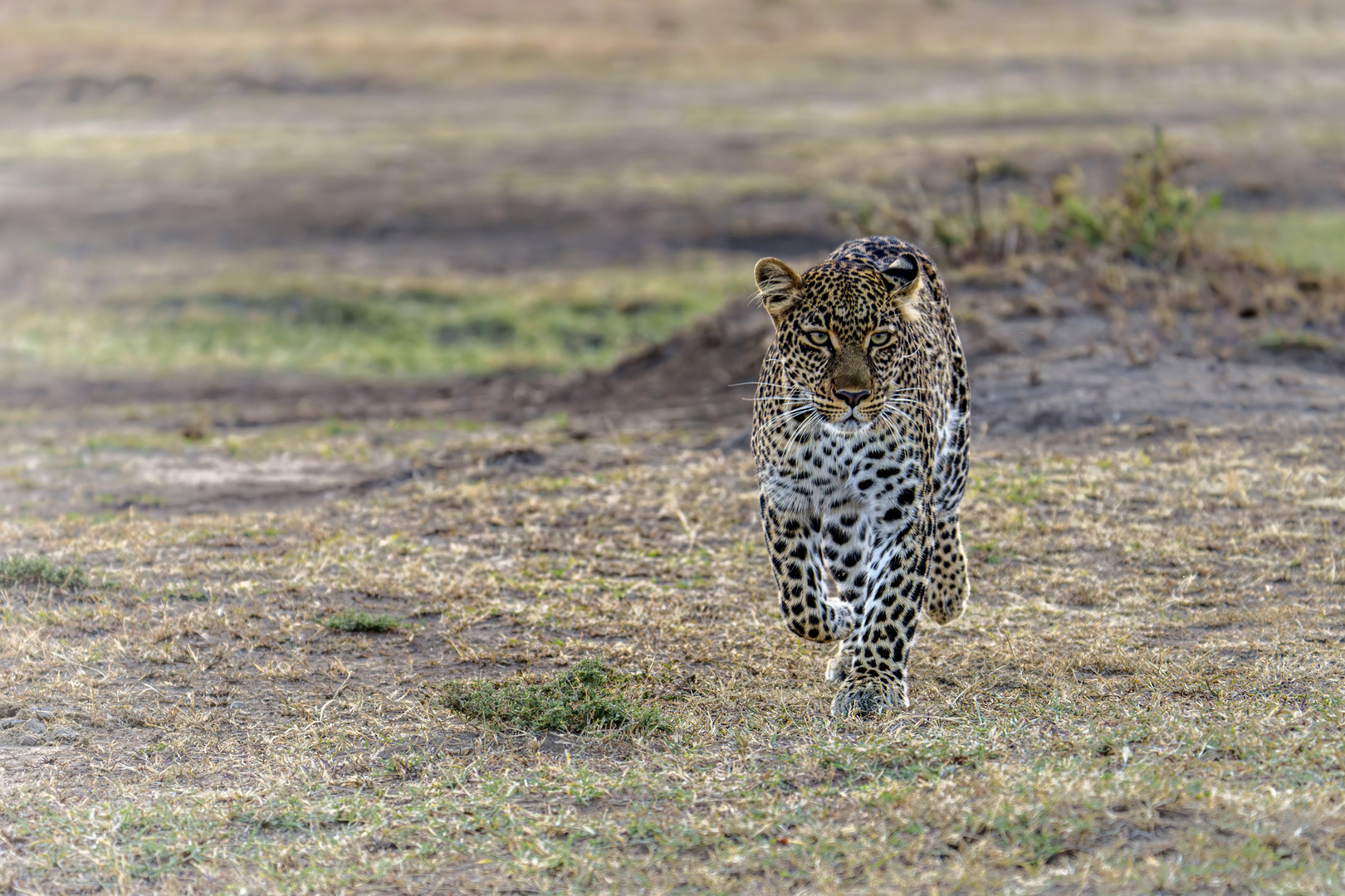 Faulu, die junge Leopardin aus der Massai Mara