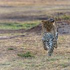 Faulu, die junge Leopardin aus der Massai Mara
