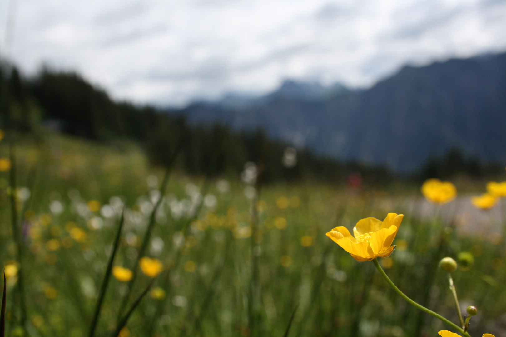 Fauna am Fellhorn/Oberstdorf