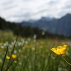 Fauna am Fellhorn/Oberstdorf