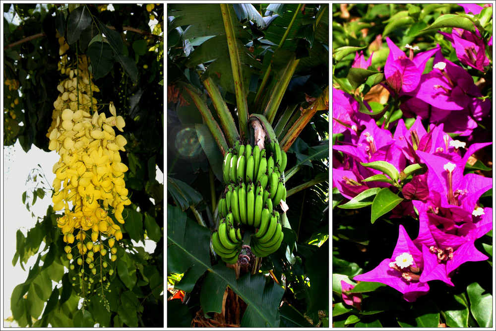 Fauna auf Mauritius