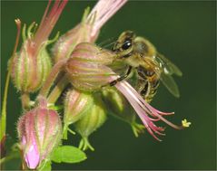 Fauna besucht  Flora I