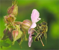 Fauna besucht Flora II