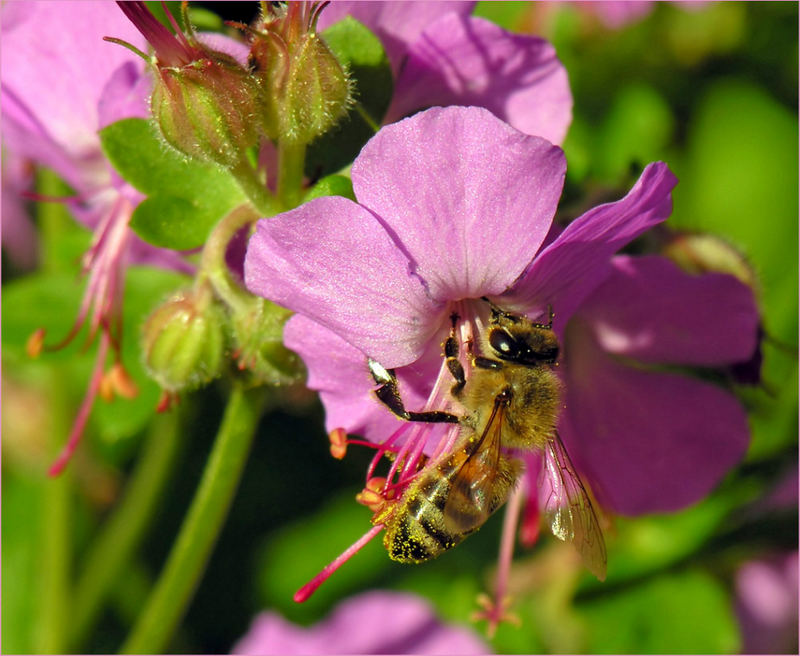 Fauna besucht Flora III