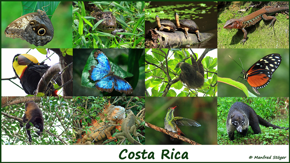 Fauna Costa Rica