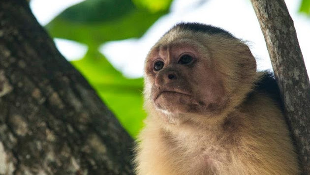 Fauna de Costa Rica