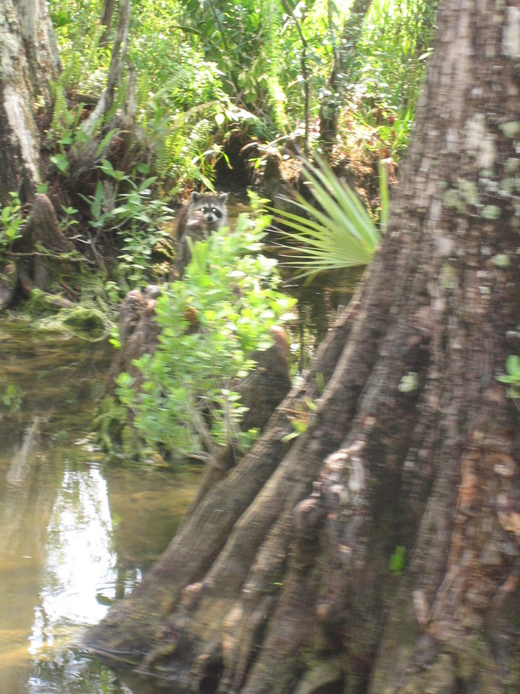 fauna de los everglades