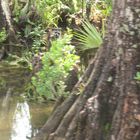 fauna de los everglades