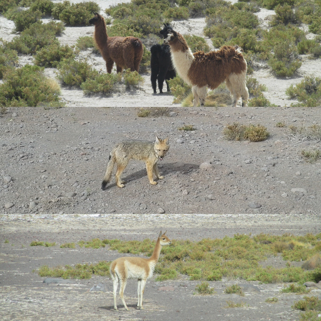 Fauna del Norte de Chile