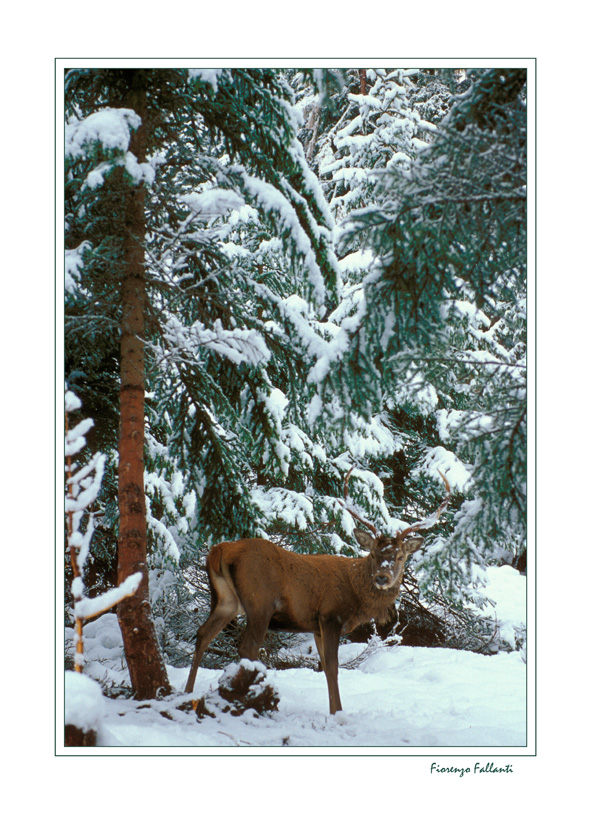 Fauna dell'appennino...