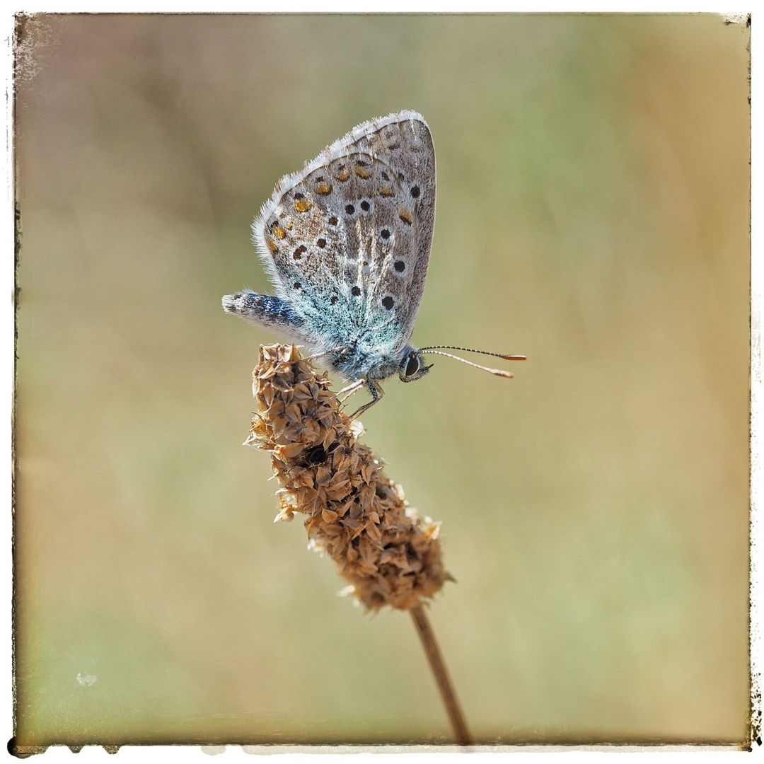 Fauna der Provence #2