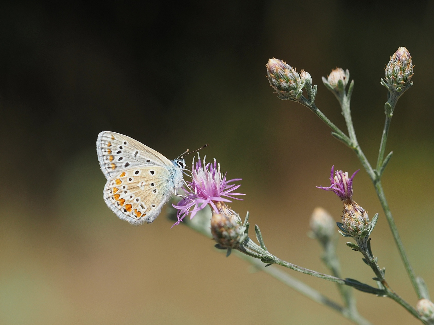 Fauna der Provence #4