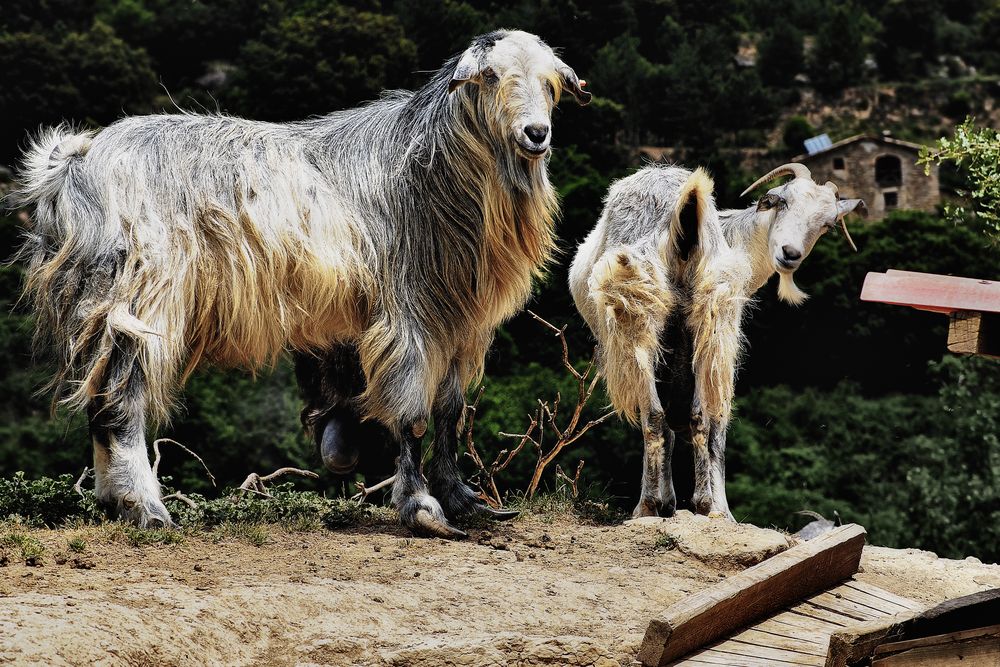 Fauna en el Pirineo