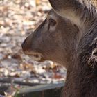 Fauna Giardino di Gangelt