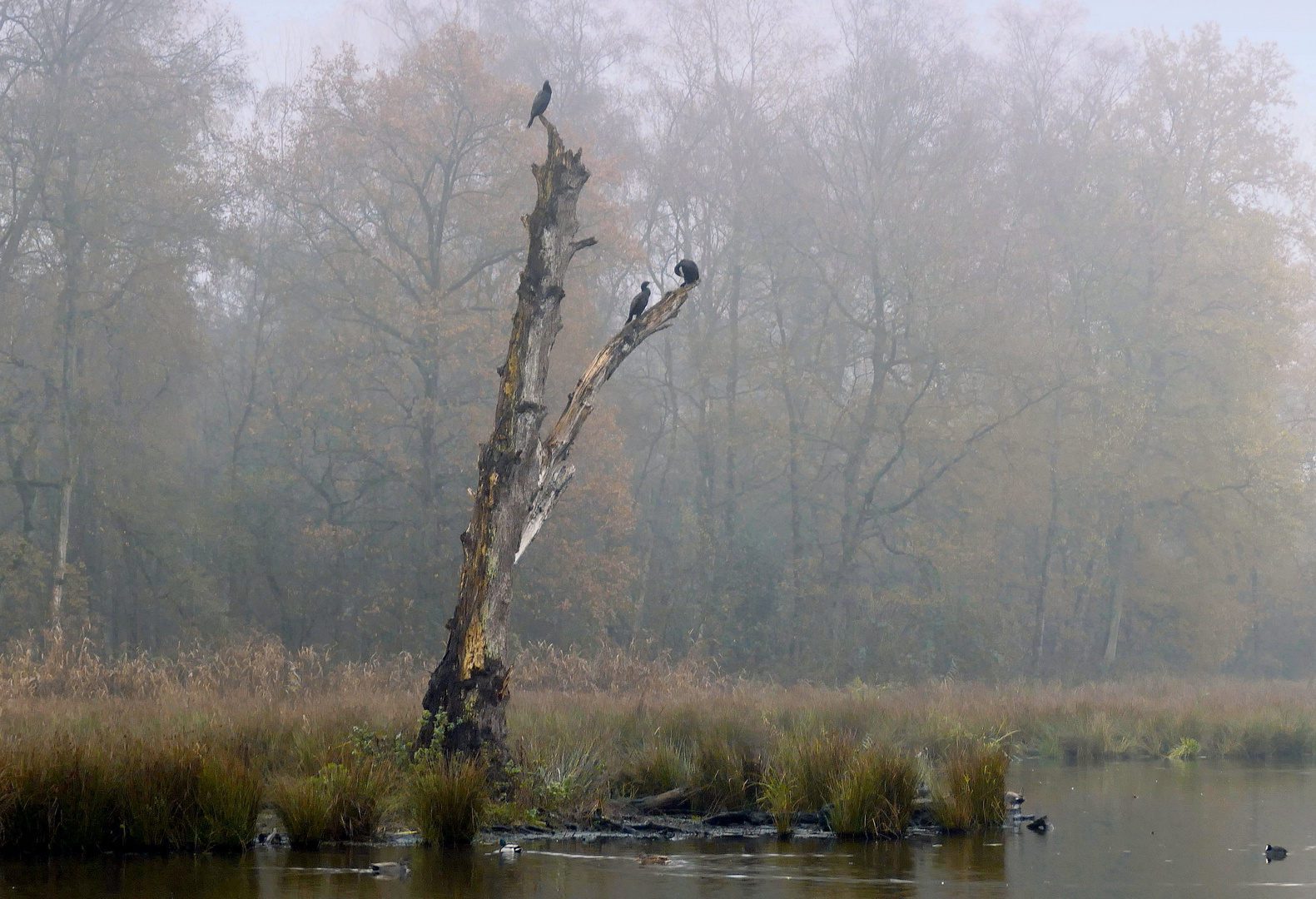 Fauna im Nebel