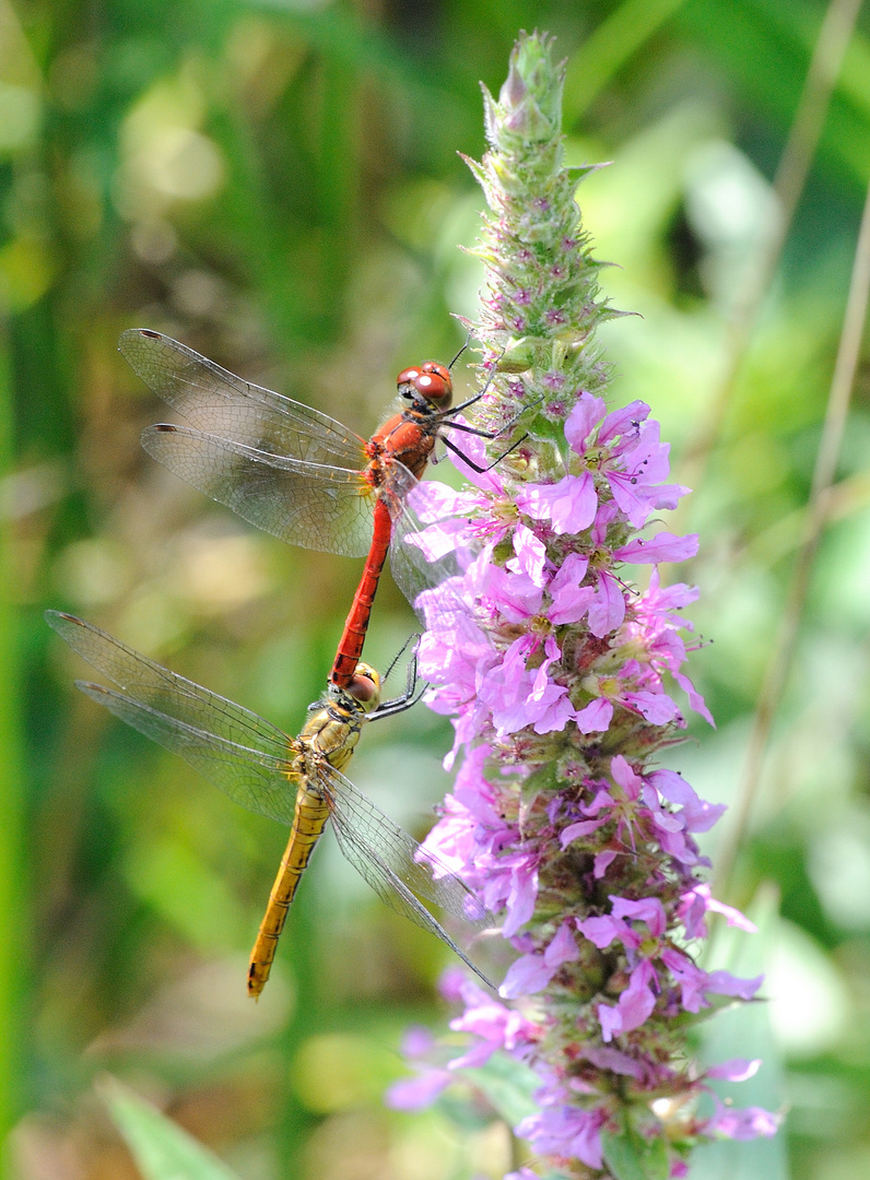 Fauna und Flora