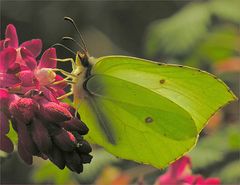 Fauna zu Gast bei Flora II