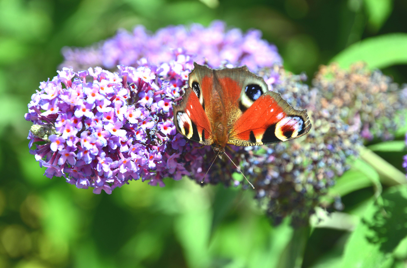 Faunauge-Schmetterling