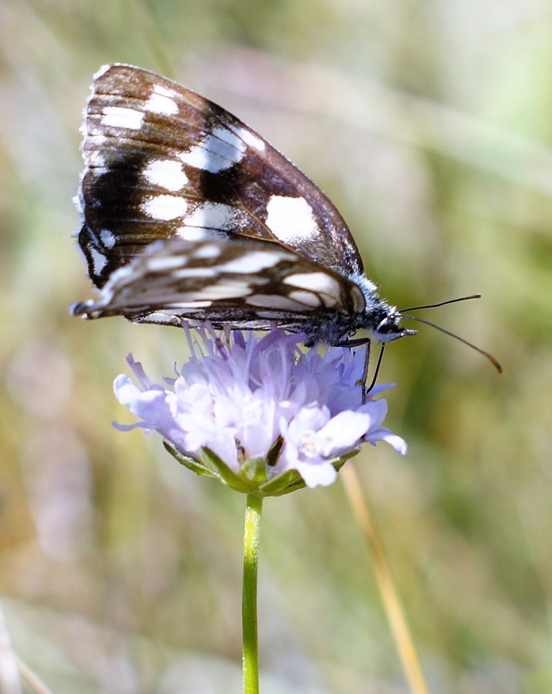 faune