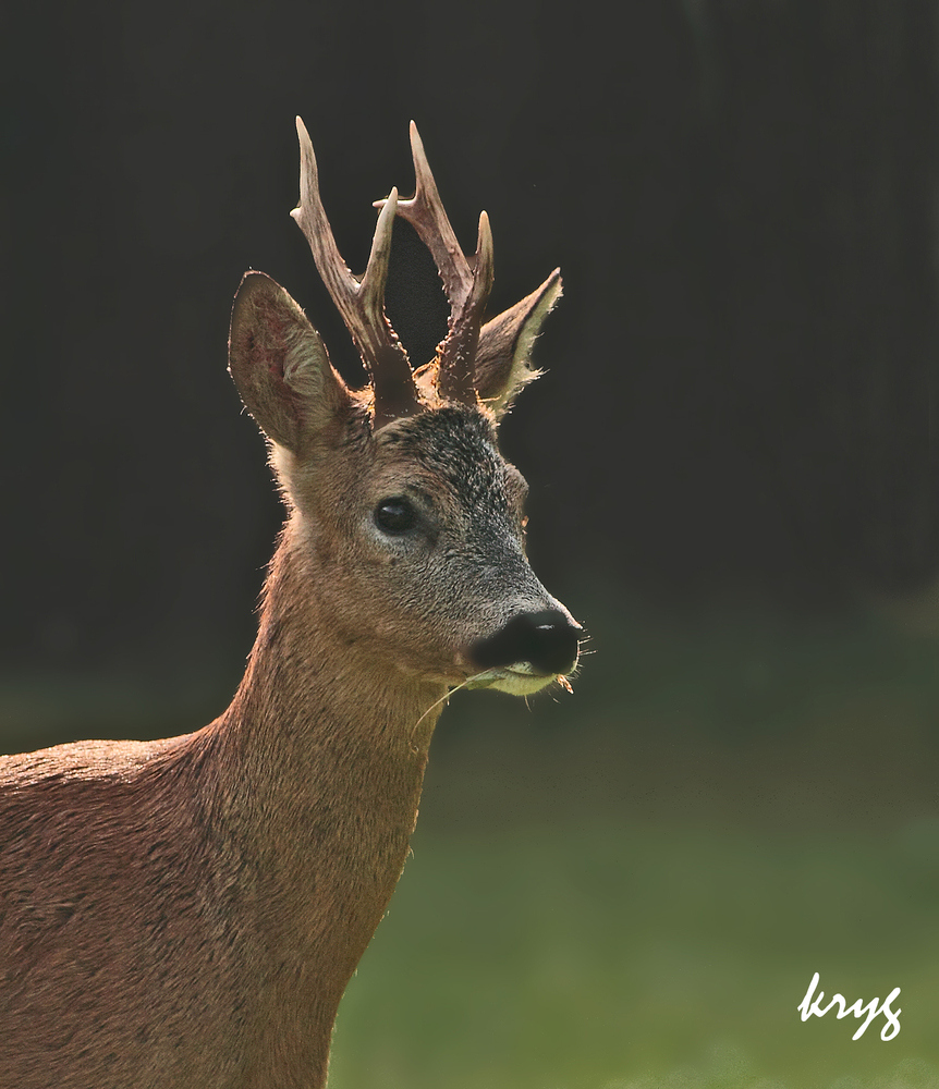 faune