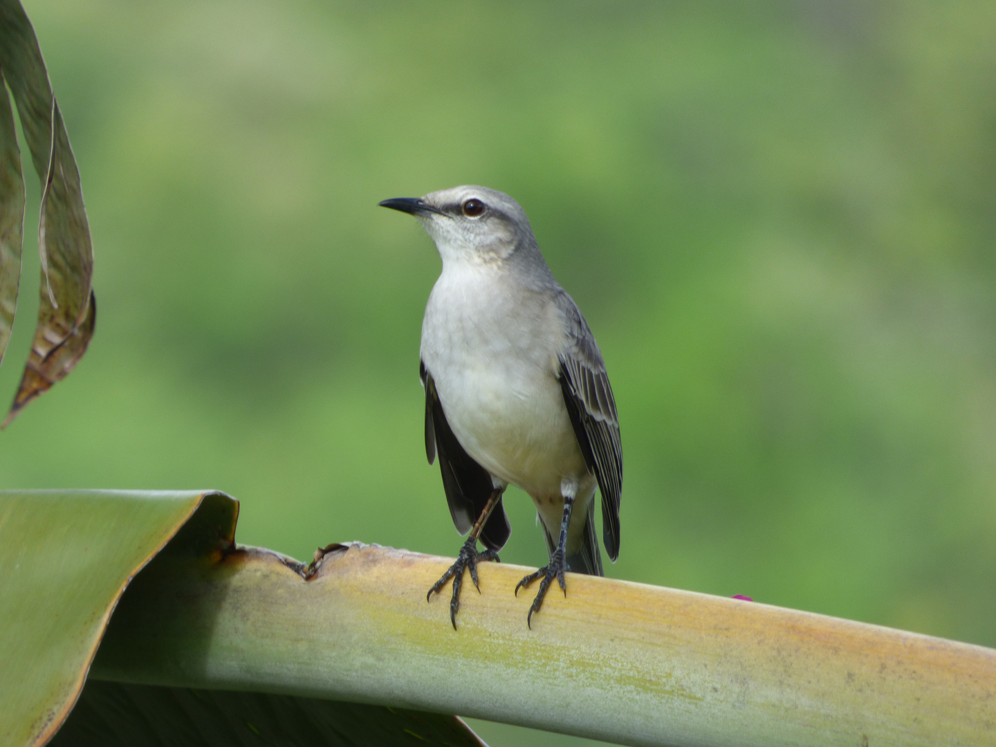 Faune Antillaise