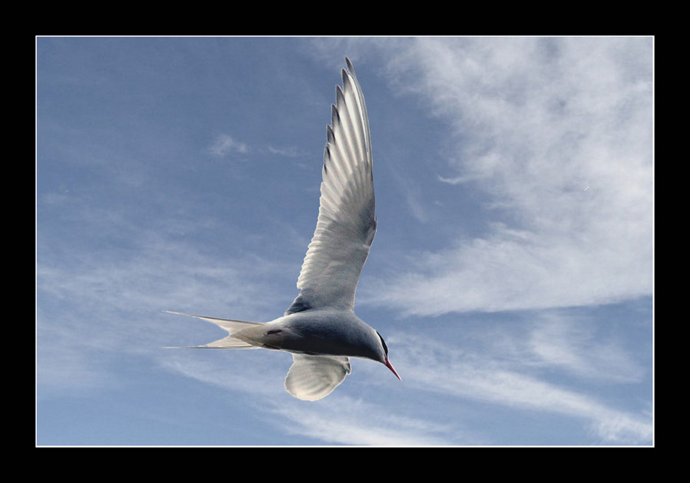 Faune d'Islande