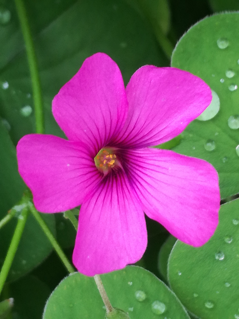 Faune et flore de mon jardin ...