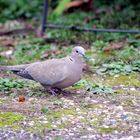 Faune et flore de mon jardin ...