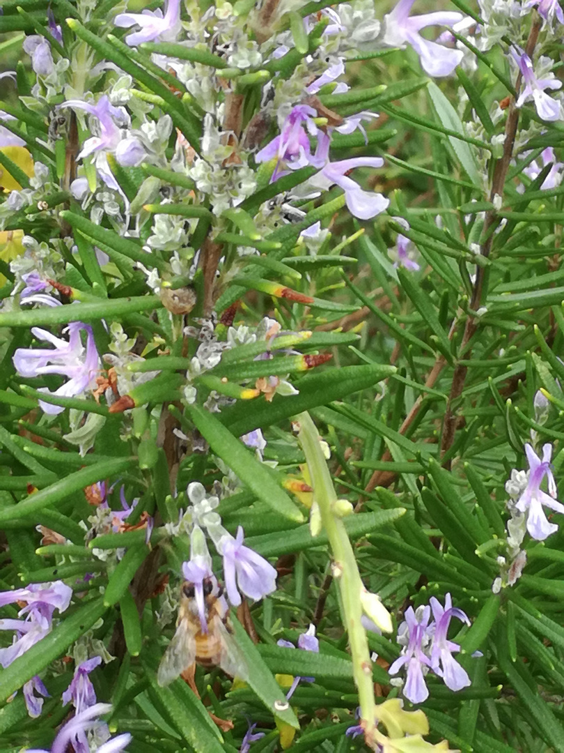 Faune et flore de mon jardin ...