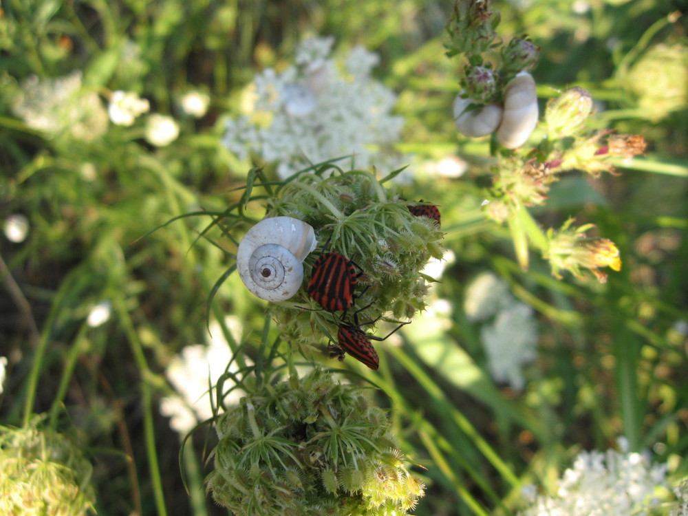 faune et flore sauvage