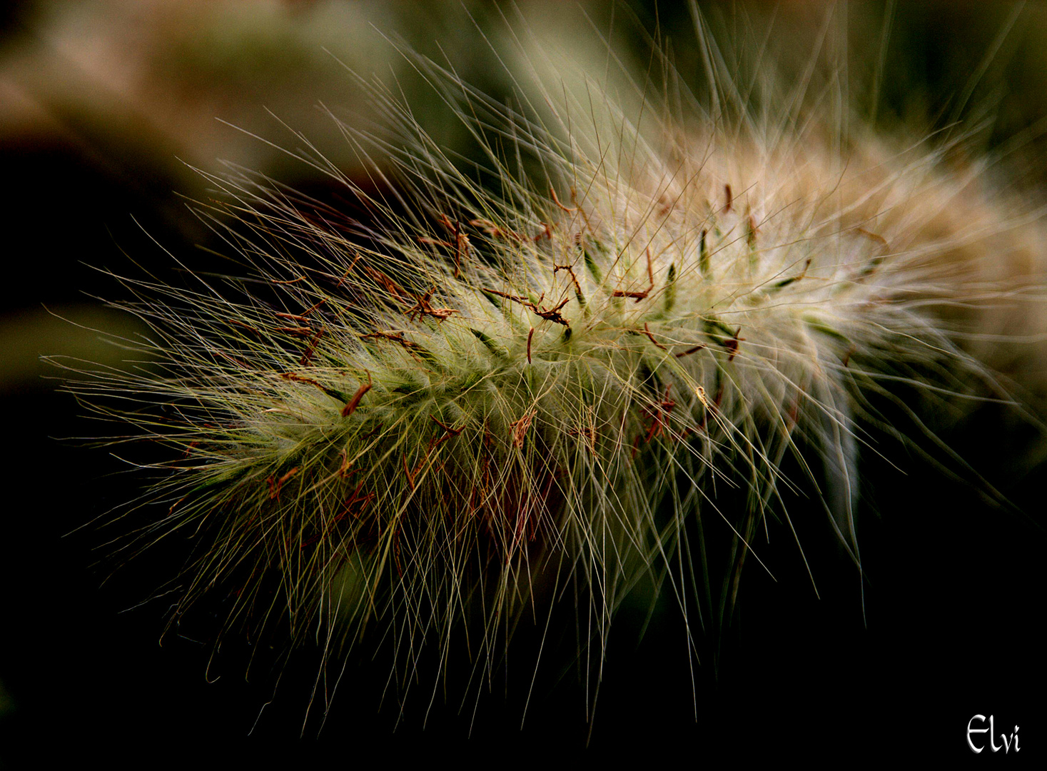 Fausse chenille