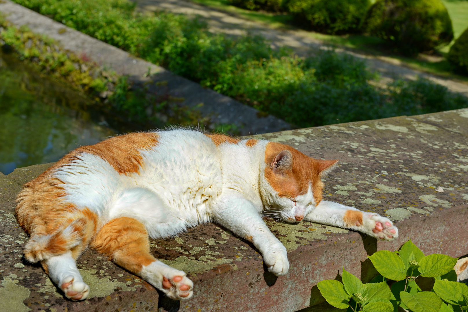 "Fausto" beim Sonnenbad