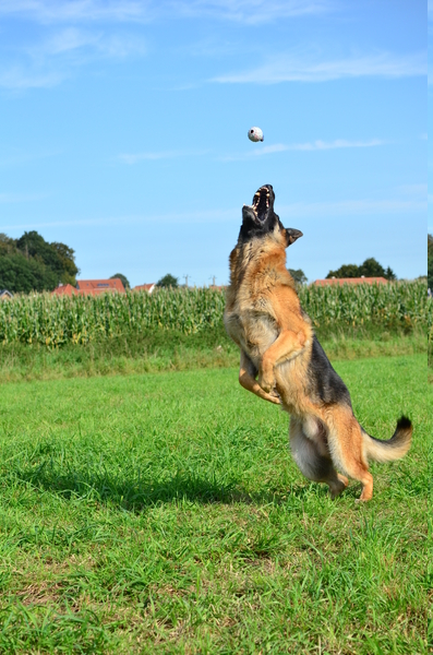 Fausto beim Sprung