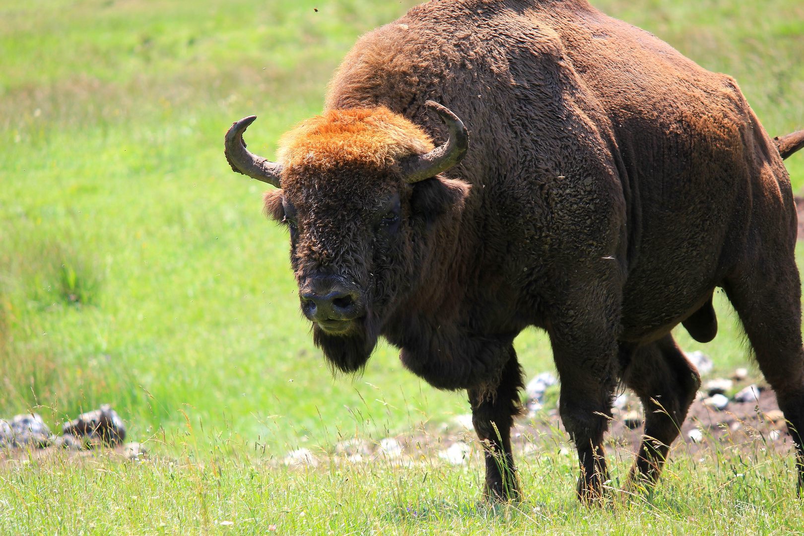 ...faut pas énerver le bison!