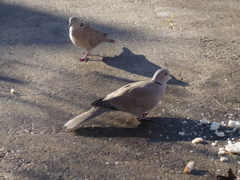 Faut pas nous prendre pour des pigeons !