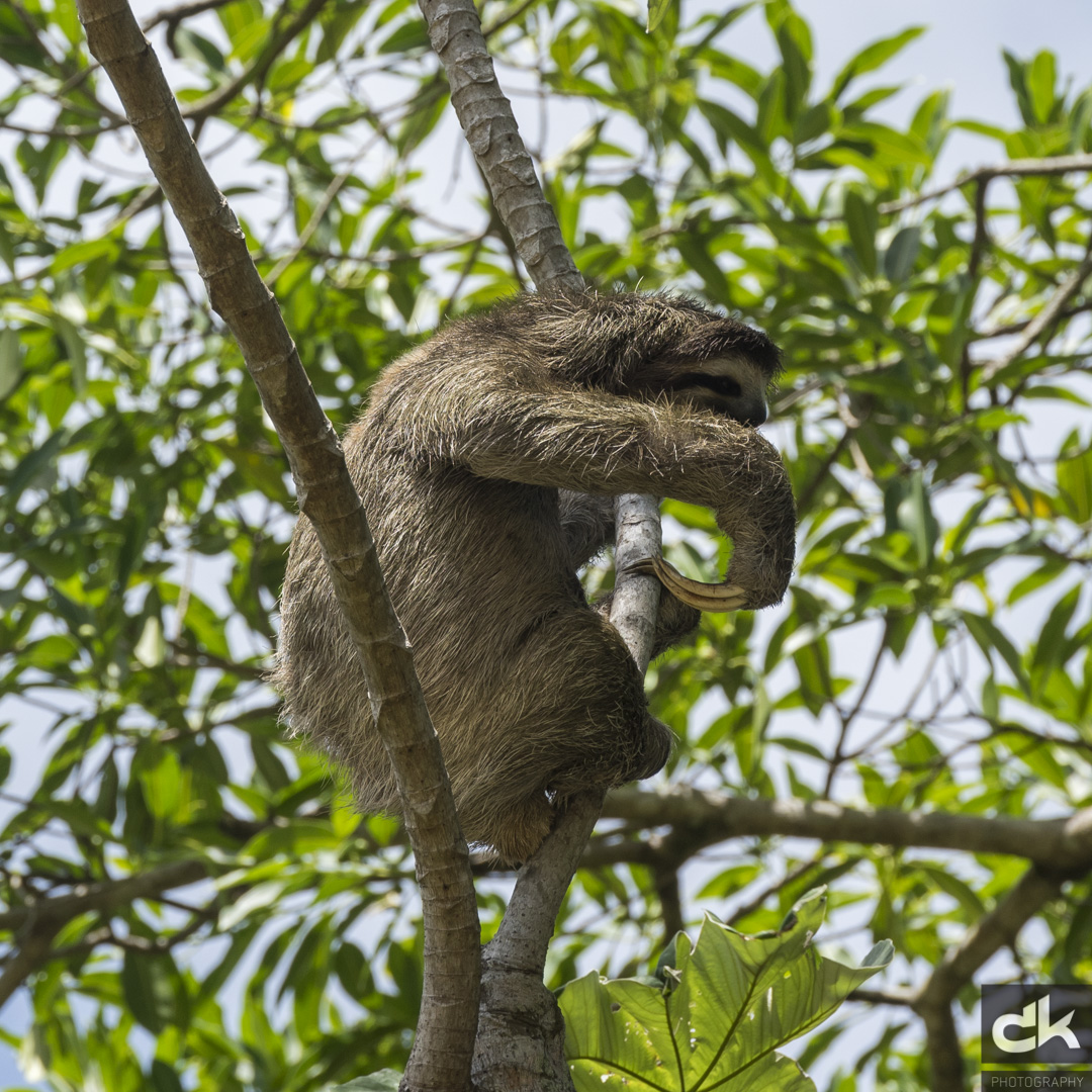 Fautlier (sloth)