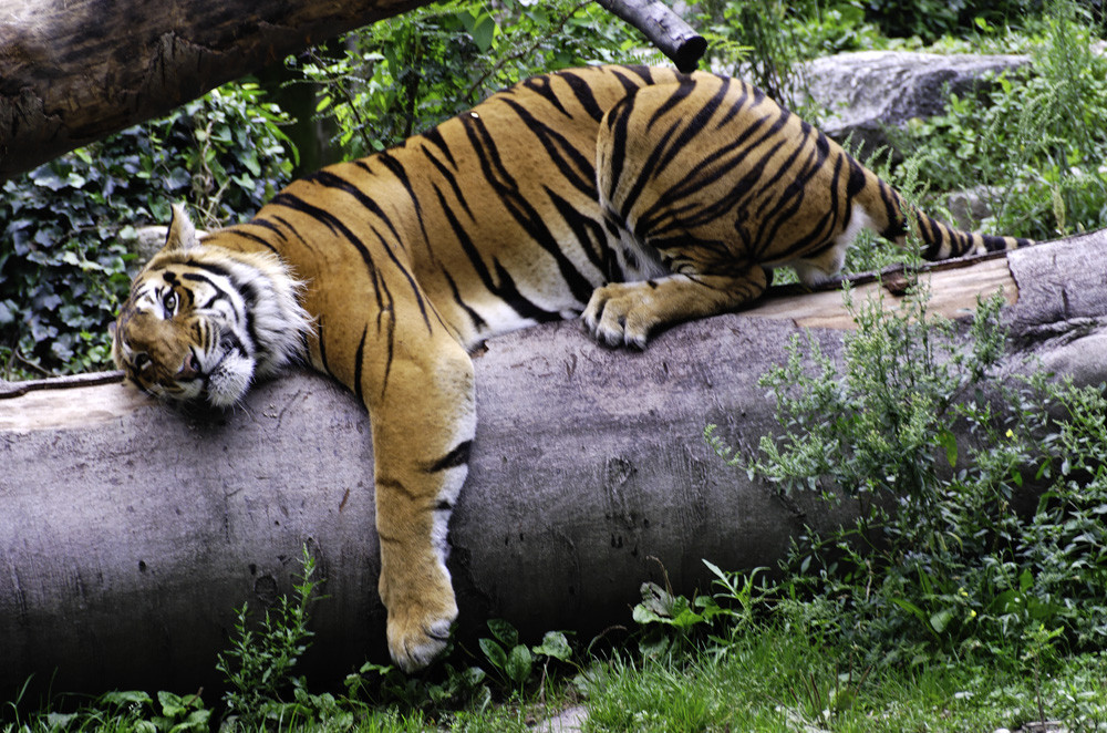 Fauve au repos